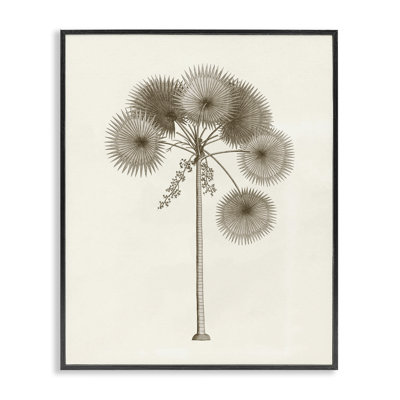 Vintage Study of Palm Tree Framed Giclee, design by Phillipa Katz