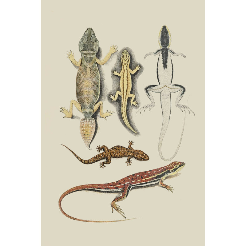 Lézards antiques IV, H 30 po x l 20 po