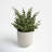 10'' Faux Eucalyptus Plant in Ceramic Planter
