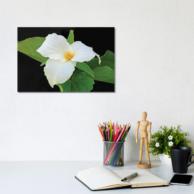 " Trillium " by Brian Wolf