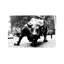 Wall Street Bull Black And White - Print on Canvas-42160283-56677260