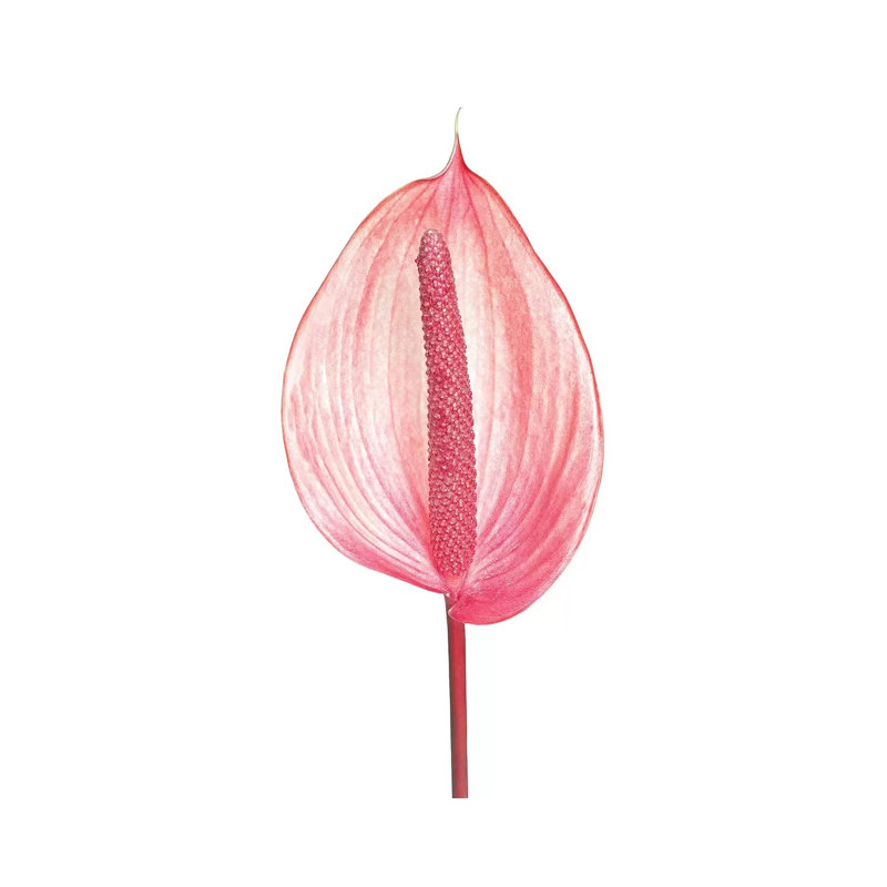 Prime 1 Piece Wrapped Canvas Wall Art, 66.04 cm H x 45.72 cm W x 3.175 cm D