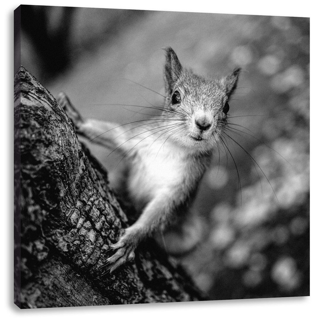 Leinwandbild Nahaufnahme Eichhörnchen auf Baumstamm