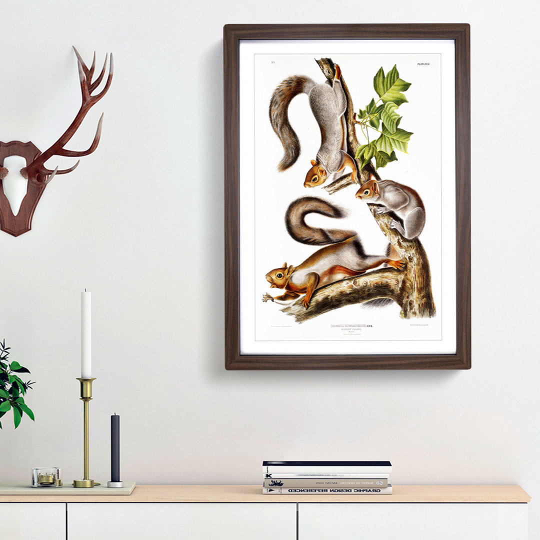 Migratory Squirrels by J.W. Audubon - Picture Frame Painting Print