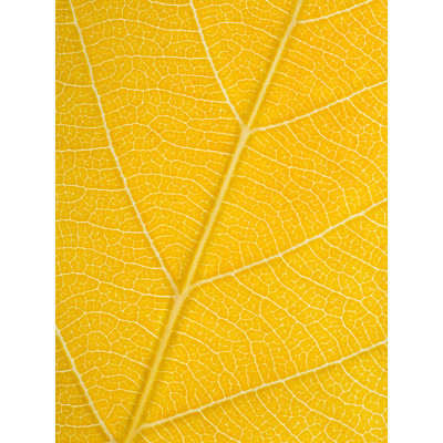 Autumn Leaf Print by Philippe Monthoux