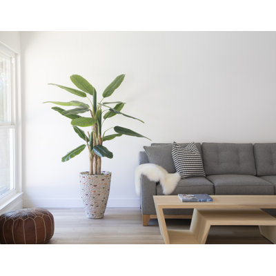 Artificial Banana Leaf Tree In A Square Beige Fiberstone Planter