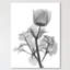 Lonely Anemone - Wrapped Canvas Print-229328963