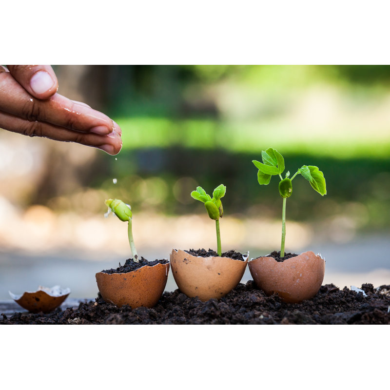 Hand Watering Young Plant Growing In Egg Shell In Garden by Sasiistock - Wrapped Canvas Print, 30cm H x 46cm W x 3.8cm D