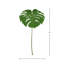 Philodendron Stem (Set of 2)
