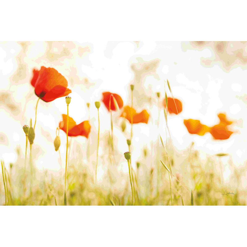 «Meadow Poppies» par Aledanda - peinture sur toile tendue, H 8 po x l 12 po, Cadre doré simple, Oui