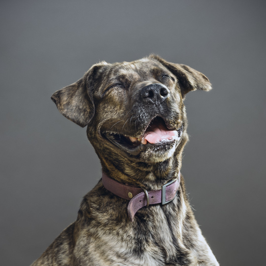 Hund mit menschlichem Gesichtsausdruck von SensorSpot - Drucken