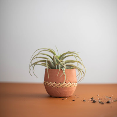 Pot Planter