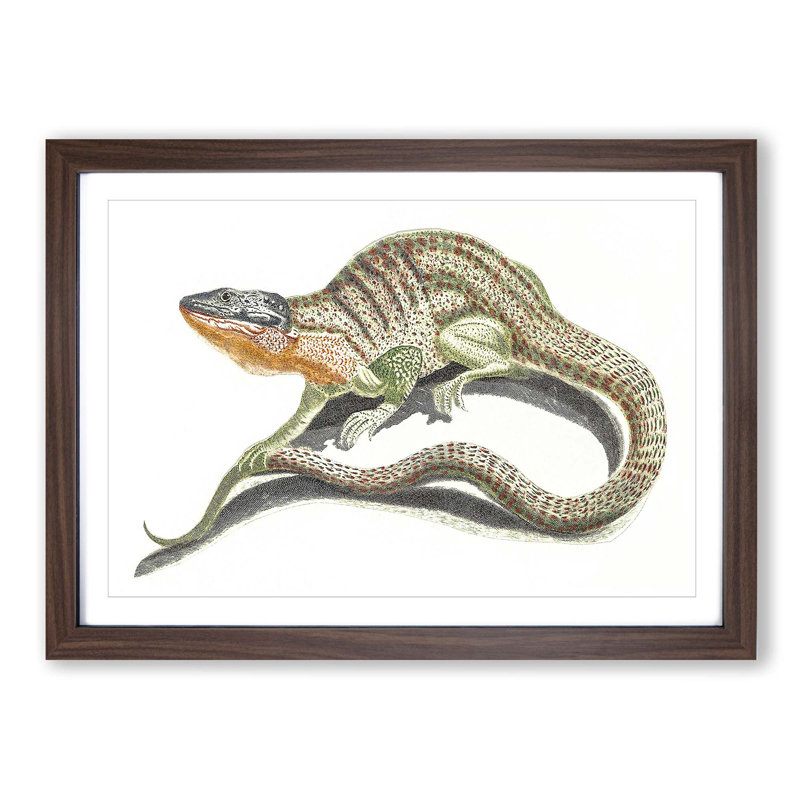 Lizard by Johan Teyler - Picture Frame Painting Print, Walnut Framed, 36cm H x 48cm W x 2cm D