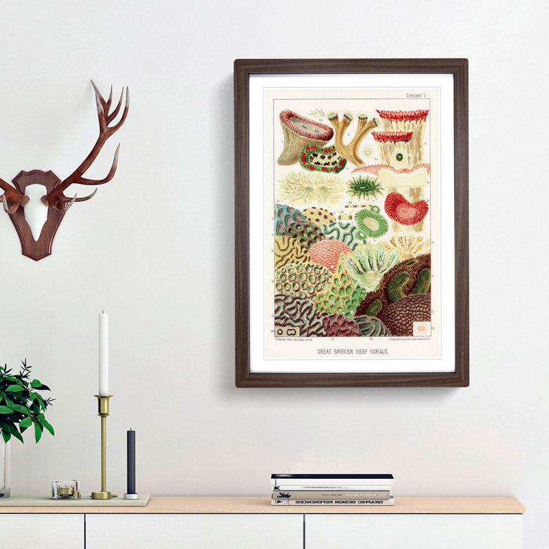 Great Barrier Reef Corals V by W. Saville-Kent - Framed Print, 36cm H x 27cm W x 2cm D, Walnut Framed