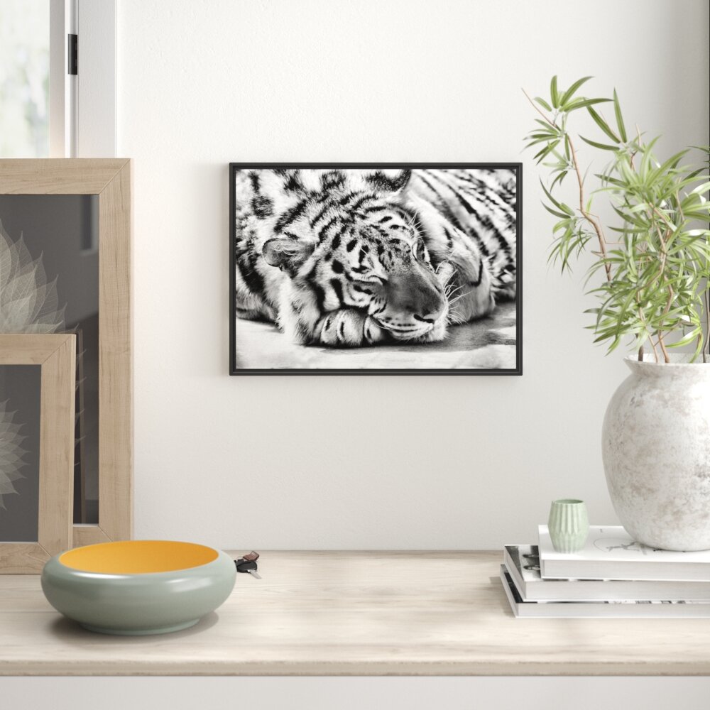 Gerahmtes Wandbild Verschlafener Tiger