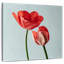 Harnek, belles tulipes rouges