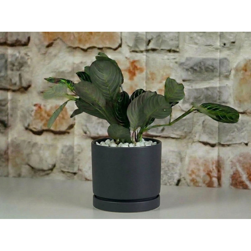 Pot à fleurs Carmel, Case of 6, Pumpkin