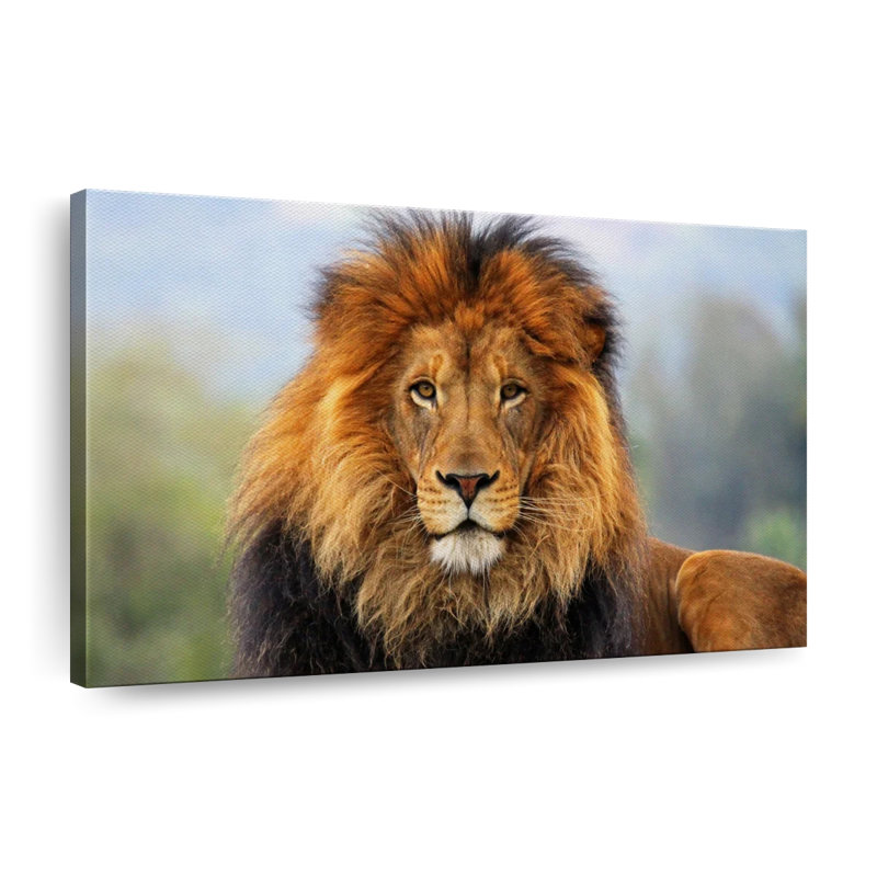 Proud Lion Canvas Print, 8" H x 12" W x 1" D