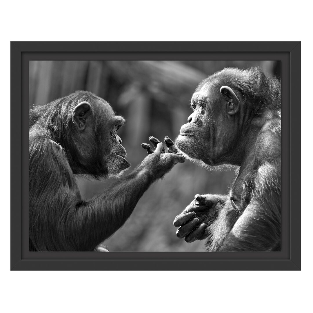 Gerahmtes Wandbild Schimpansen Freundschaft Kunst B&W