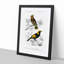 Bird Illustrations PL. 2D by Charles d Orbigny - Framed Print-55457110-55457111
