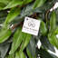 Couronne en polyester Ficus Microphylla-38378223