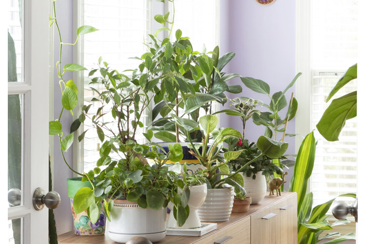The Best Indoor Plants for Every Space | Wayfair