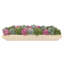 Sedum and Moss Arranged in Wood Planter-1656598843