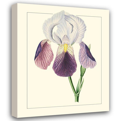 Red Barrel Studio® Unknown Gallery Wrapped Canvas Art Titled: Purple Irises I