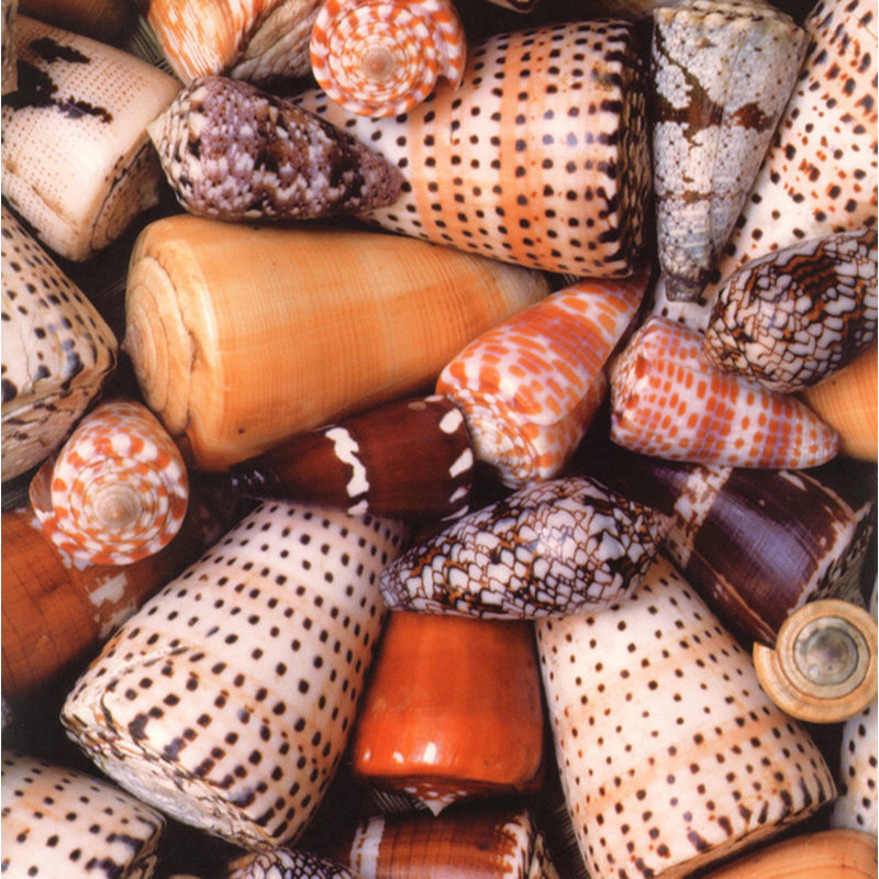Cone Shells, 20" H x 20" W