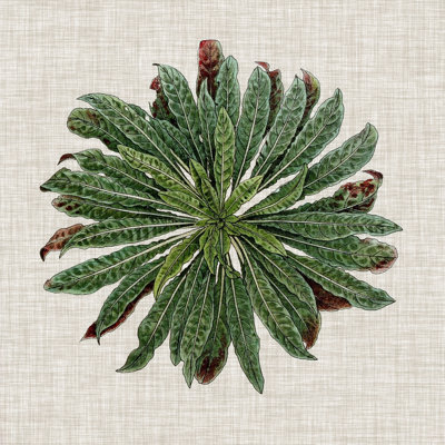 Spherical Leaves II by Vision Studio - Wrapped Canvas Print