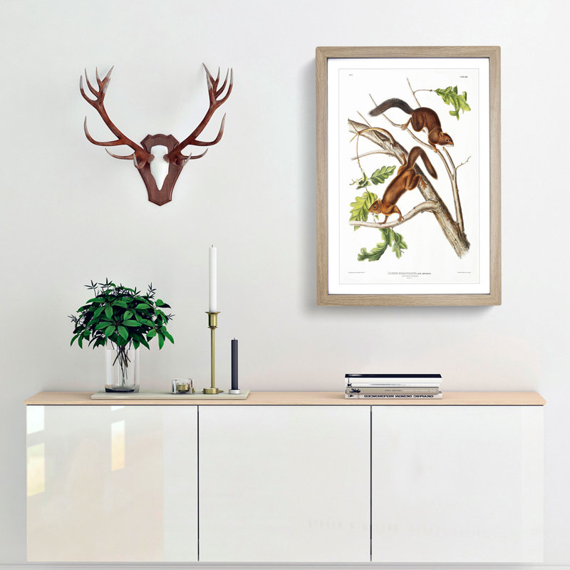 Soft-Haired Squirrels by J.W. Audubon - Picture Frame Painting Print, 48cm H x 36cm W x 2cm D, Oak Framed