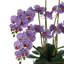 Arrangement d'orchidées en polysilk dans un vase