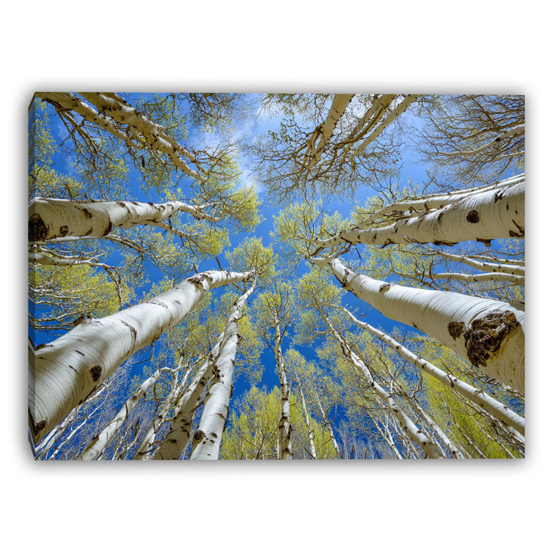 «Look Up parmi les trembles», art mural sur toile tendue, H 12 po x l 16 po