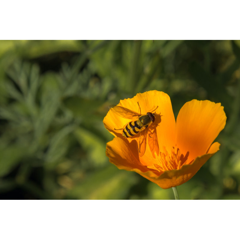 Photographie d'un insecte finella sur toile, H 32 po x l 48 po