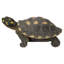 Figurine turtle tacheté