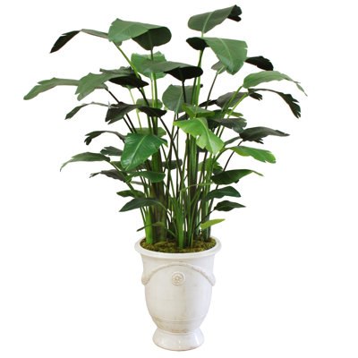 BANANA TREE IN A TUSCAN URN