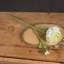 Anastasija Arrangement-1489714533-1489714538