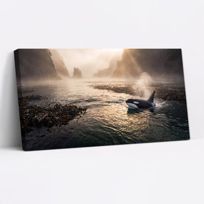 Orque, baleine, surface dans les eaux côtières brumeuses, art mural