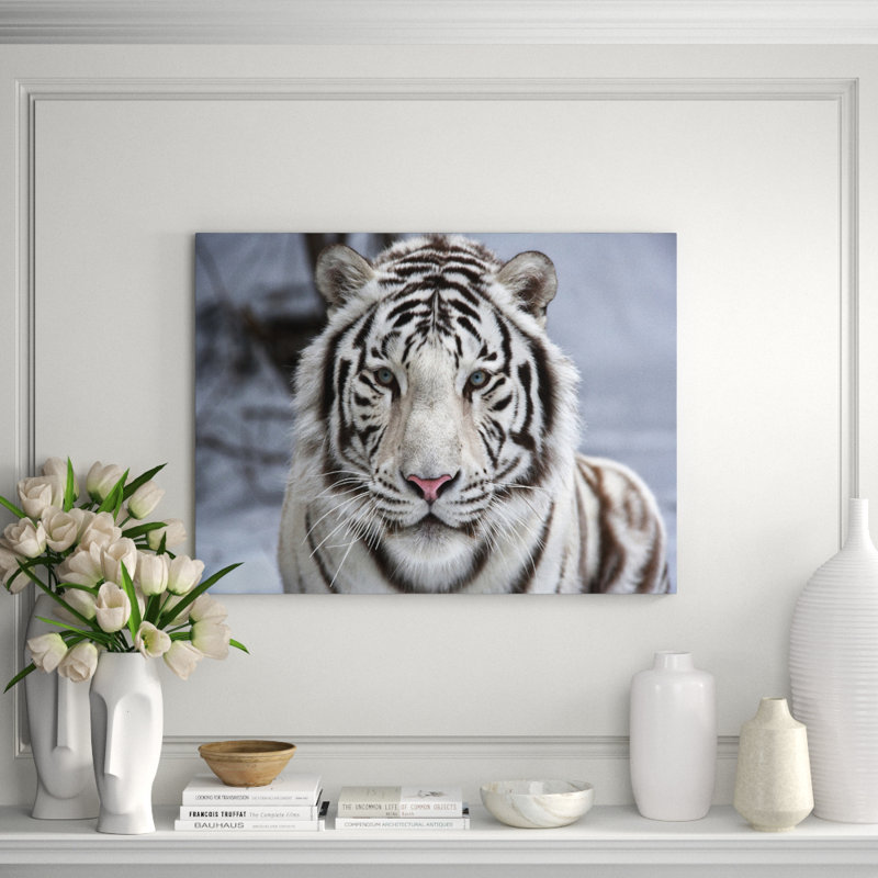 White Tiger Sighted Print, 30" H x 40" W