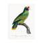 Bolognaise «Levaillant Parrot IX» sur-98233208