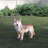 Coyote Standing Statue