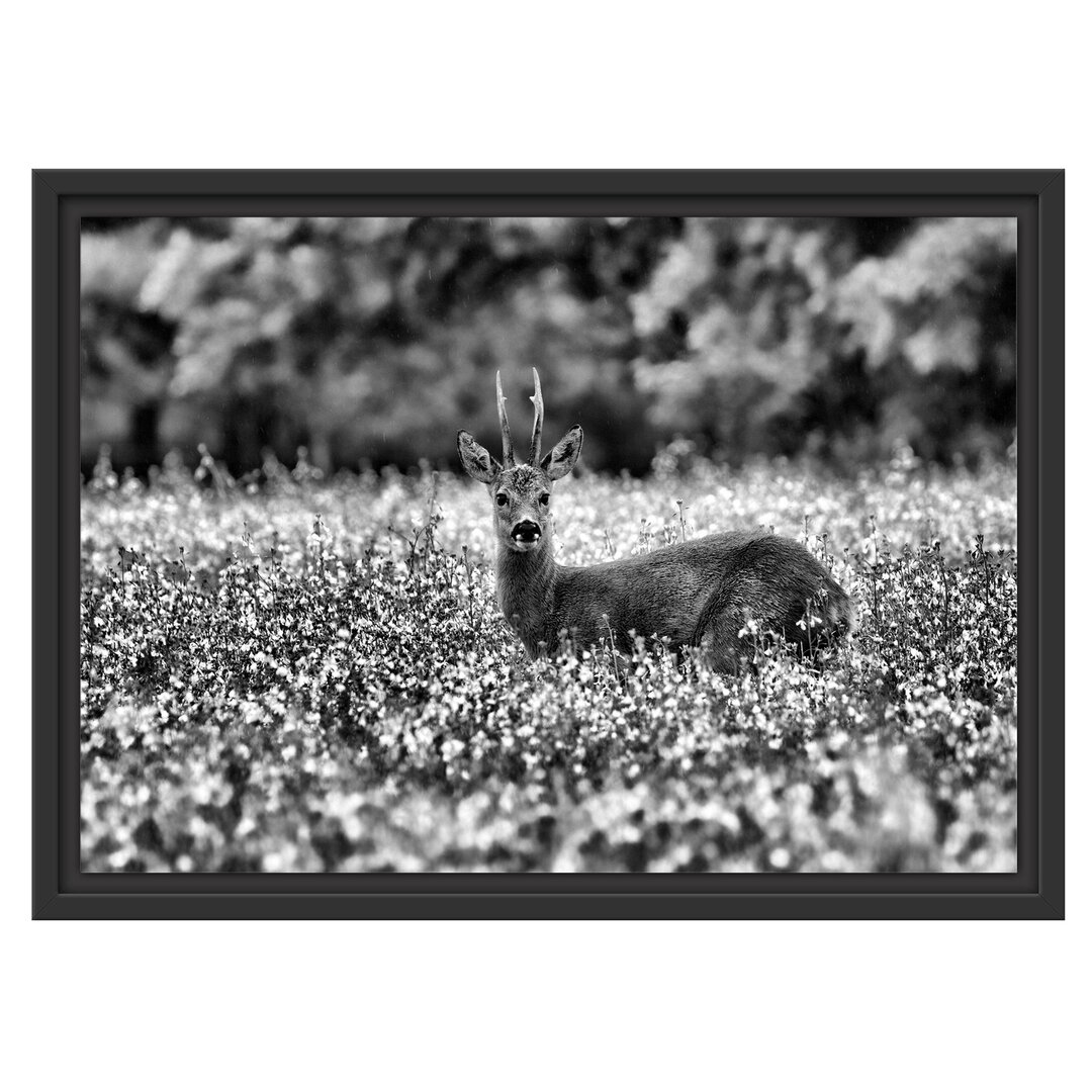 Junger Hirsch in einer Wiese Schweberahmen Fotodruck auf Papier