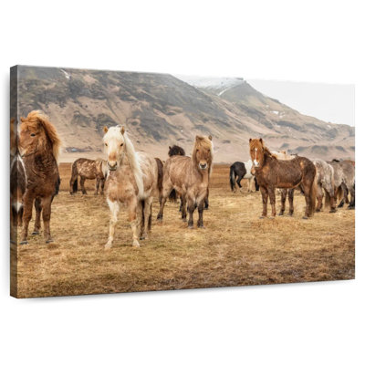 Icelandic Horses In The Countryside IX