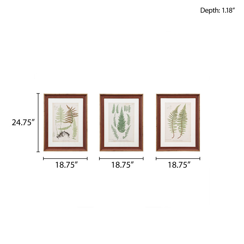 Ensemble d'art mural encadré 3 pièces Lady Fern Botanical Illustration