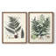 Collection de fougères VI - reproduction encadrée de qualité supérieure - prête à être accrochée - aucun clou requis - aucun clou requis-107997606-107997600