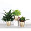Plant in Pot-898924731