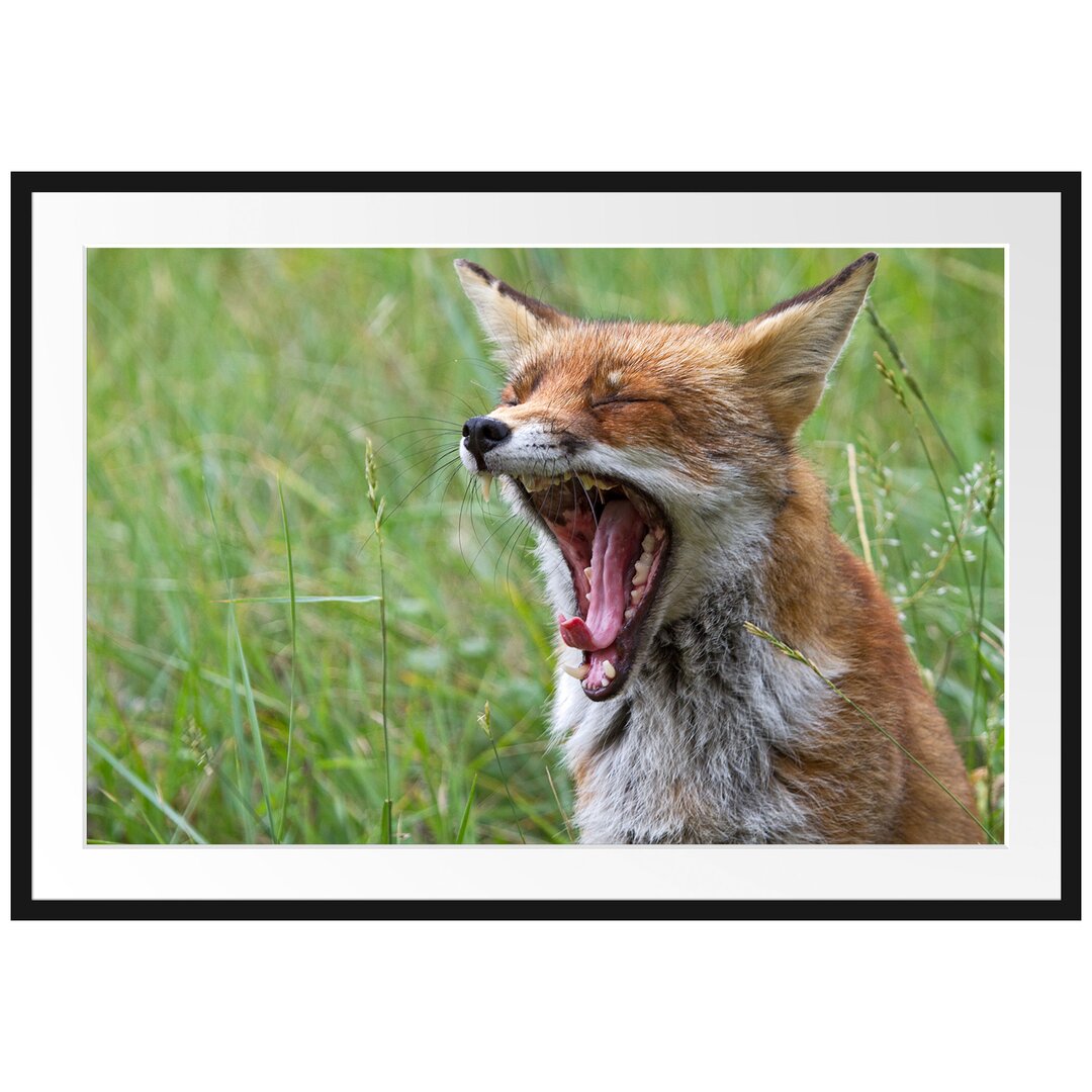 Gerahmtes Poster Müder Fuchs auf Wildwiese