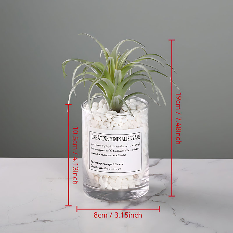 Plante grasse 7,48 po