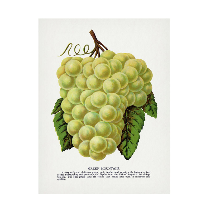 Art sur toile, raisin botanique, montagne, H 32 po x l 24 po