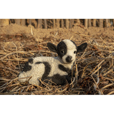 Bébé agneau couché
